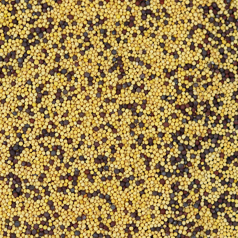 Mélange de Moutardes (Jaune & Brune)