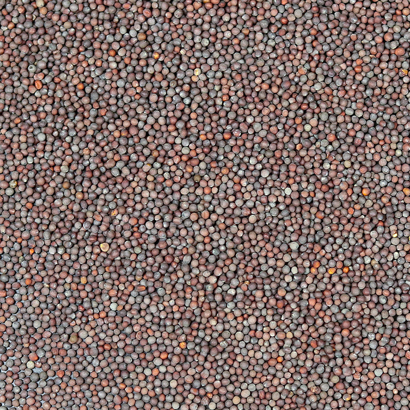 Moutarde Brune en Graines