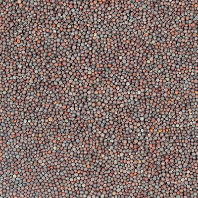 Moutarde Brune en Graines