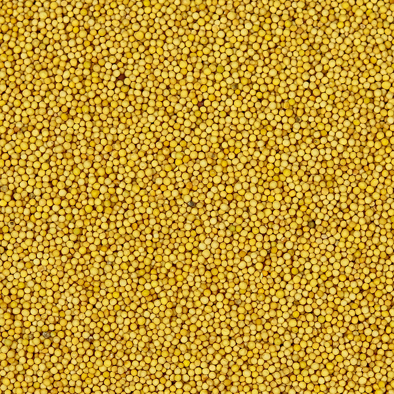Moutarde Jaune en Graines